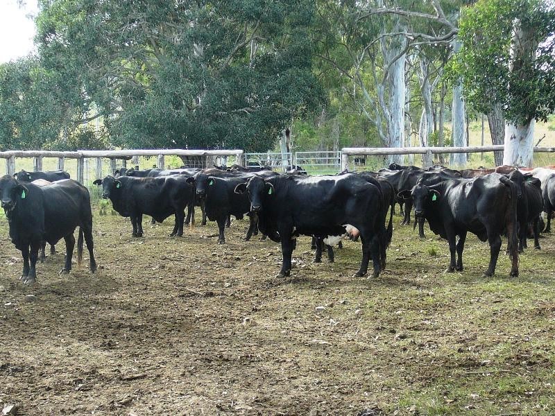 Oyster Creek QLD 4674