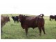 Taunton QLD 4674