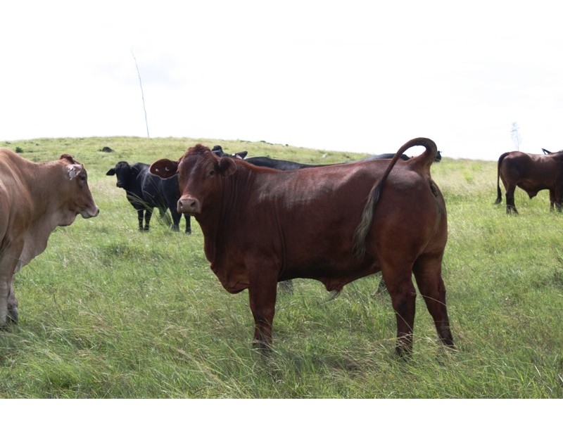 Taunton QLD 4674