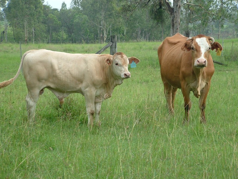 Bucca QLD 4670