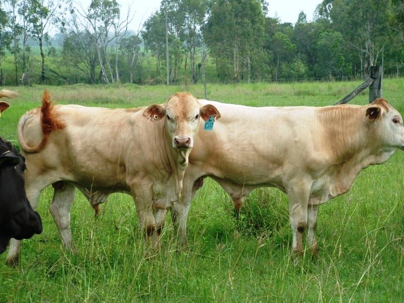 Bucca QLD 4670