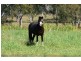 Bucca QLD 4670
