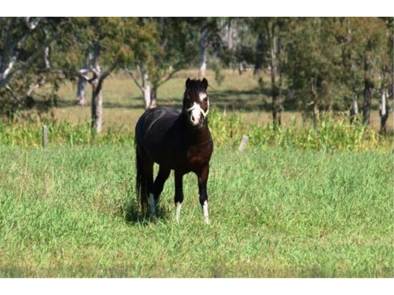 Bucca QLD 4670