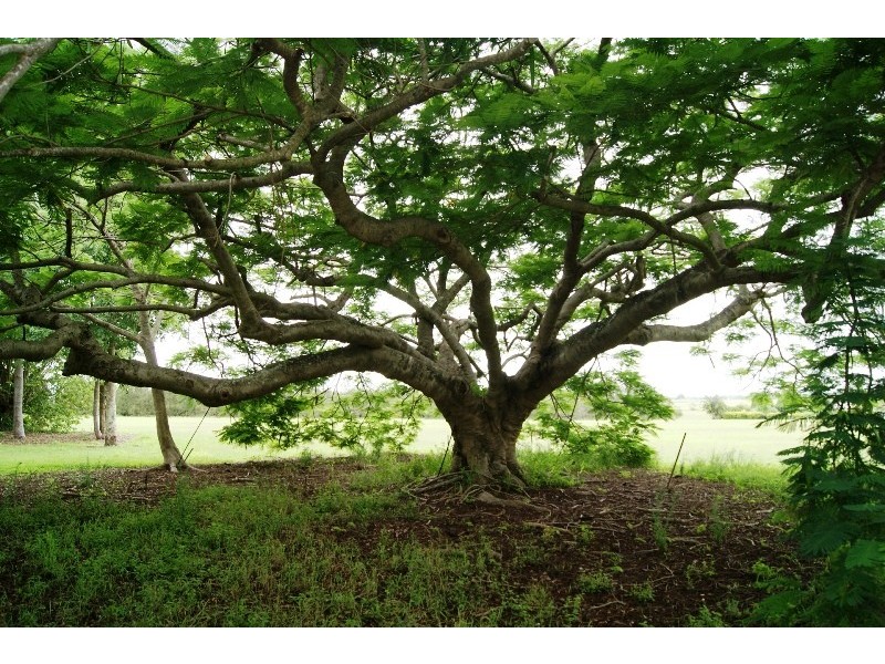 1533 MOORE PARK ROAD, Gooburrum QLD 4670