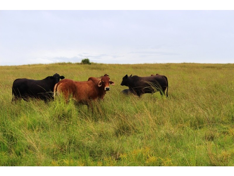 78 Round Hill Road, Taunton QLD 4674