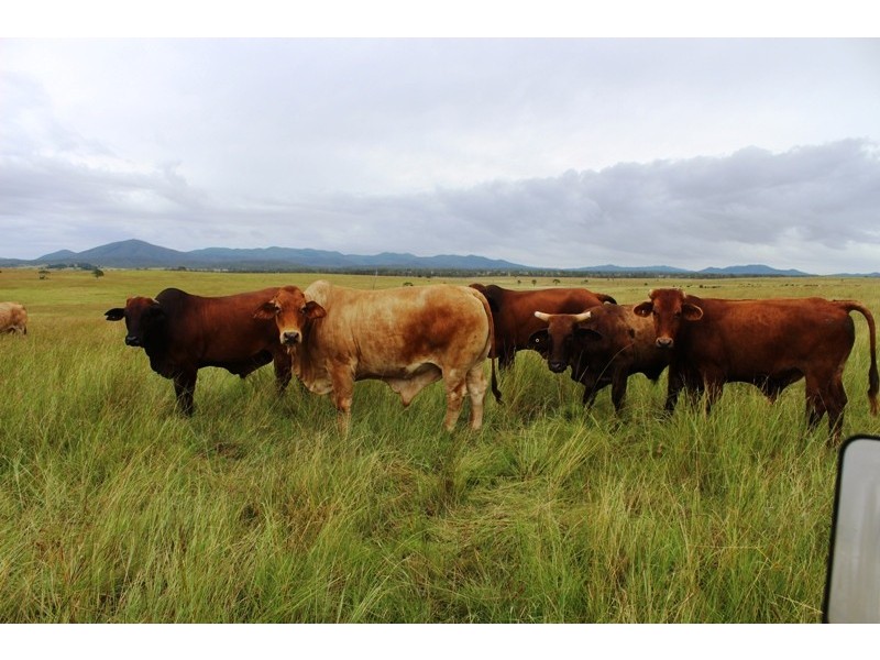 Taunton QLD 4674