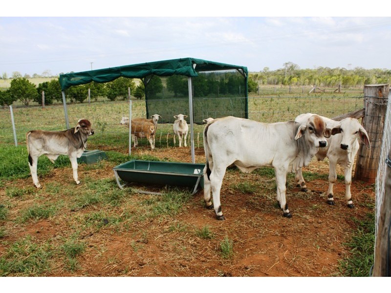 976 Pine Creek Road, Electra QLD 4670