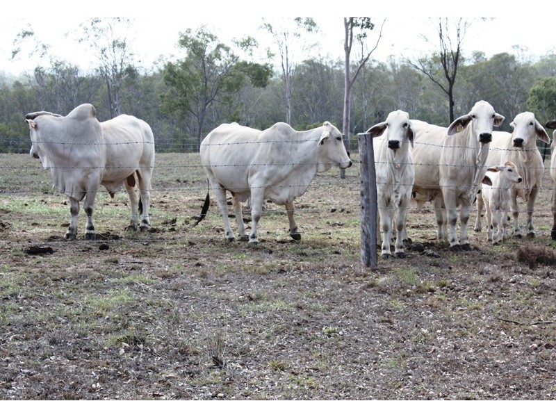 976 Pine Creek Road, Electra QLD 4670