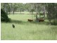 1312 Bucca Road, Bucca QLD 4670