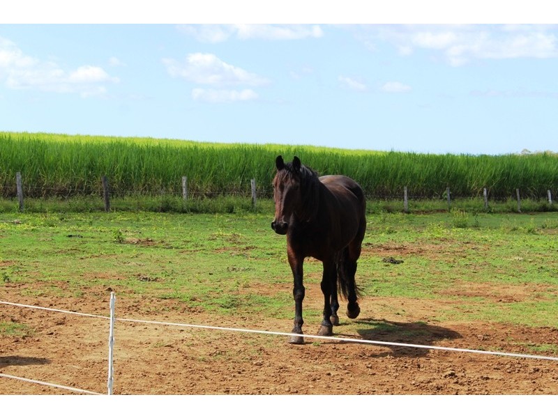 325 South Bucca Road, Bucca QLD 4670