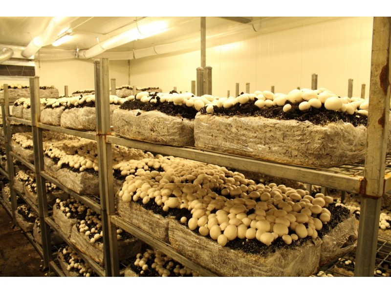 1299 Moore Park road, Gooburrum QLD 4670