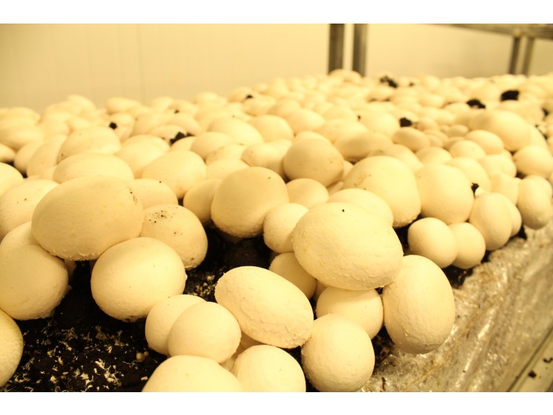 1299 Moore Park road, Gooburrum QLD 4670