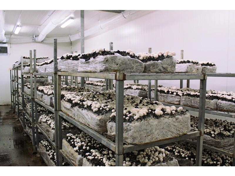 1299 Moore Park road, Gooburrum QLD 4670