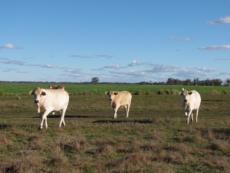 Dalby QLD 4405
