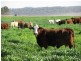 Felton QLD 4358