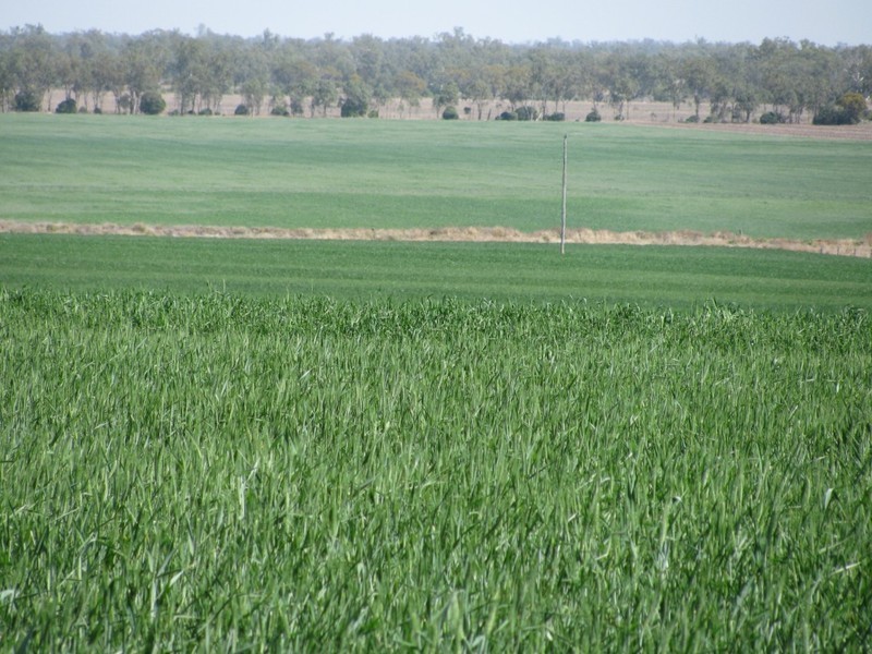 Jandowae QLD 4410
