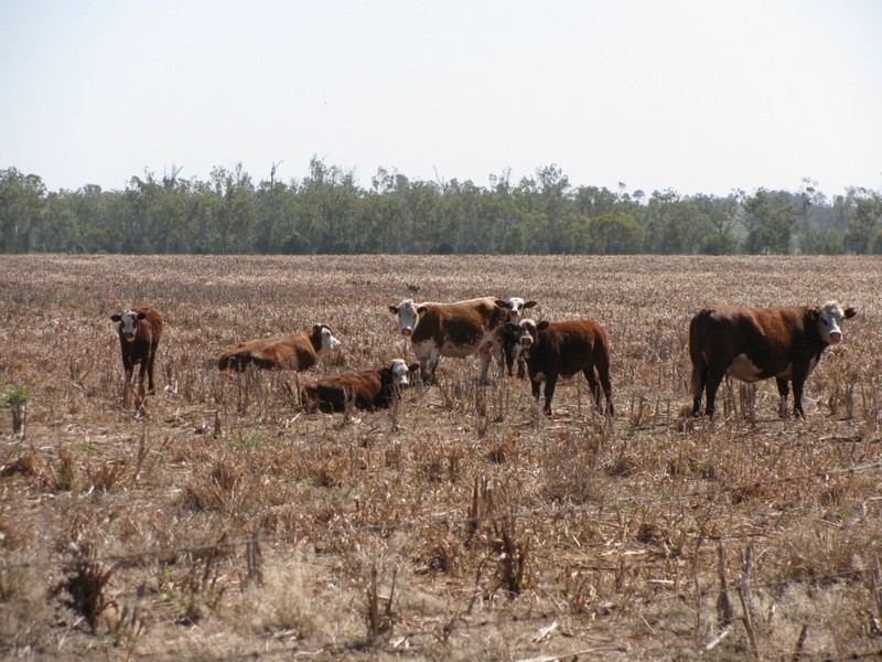 Jandowae QLD 4410