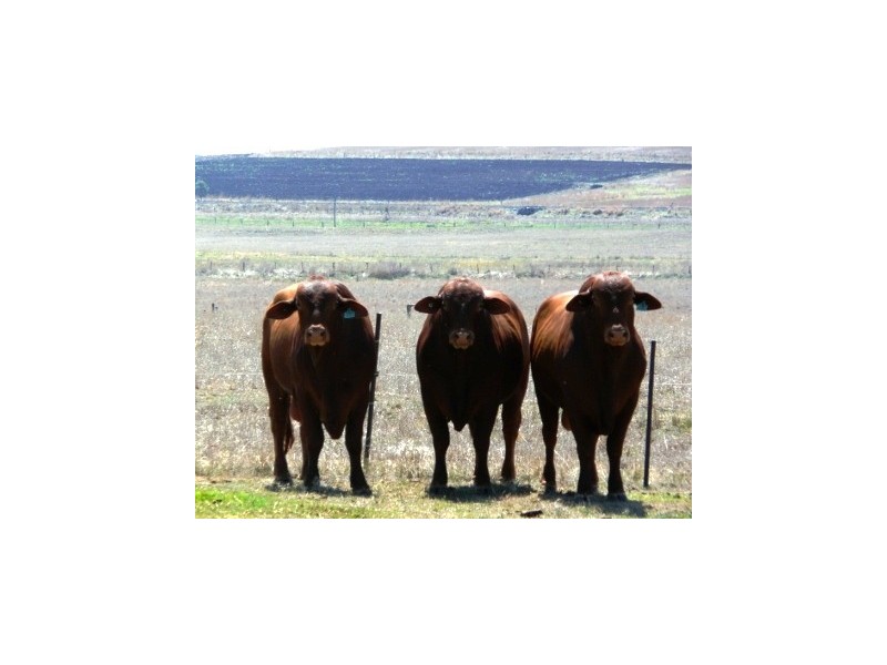 ” Oakmore Park”, Toowoomba QLD 4350