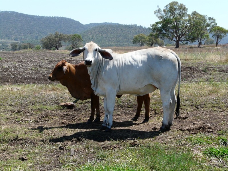 “LISGARD” Pilton Valley Road, Upper Pilton QLD 4361