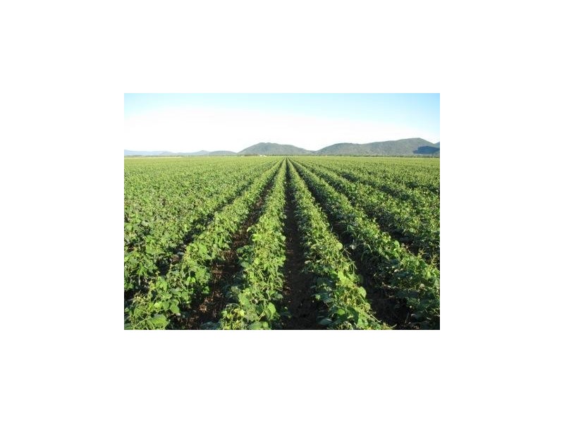 264 Arratta Rd, Bowen QLD 4805