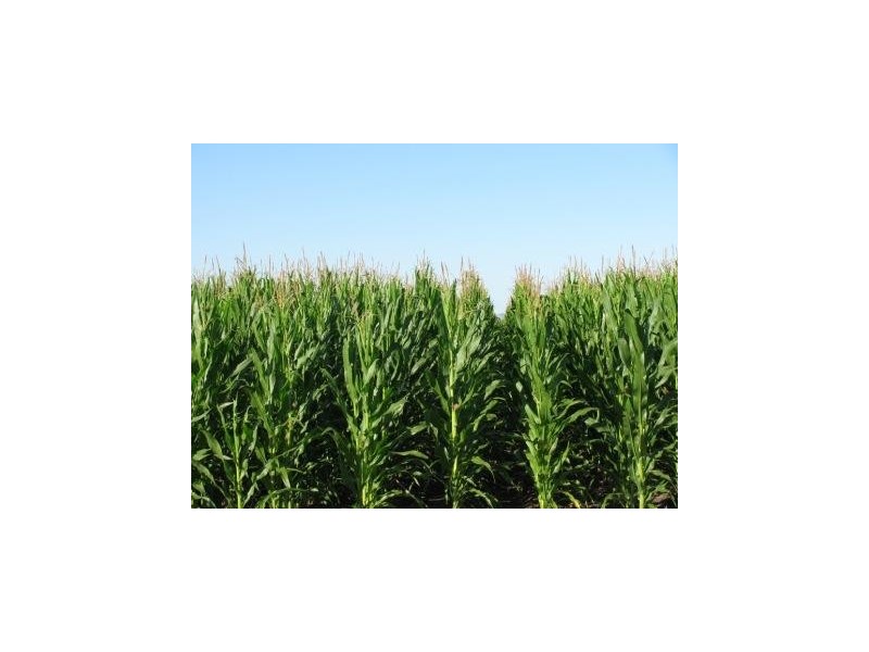 264 Arratta Rd, Bowen QLD 4805