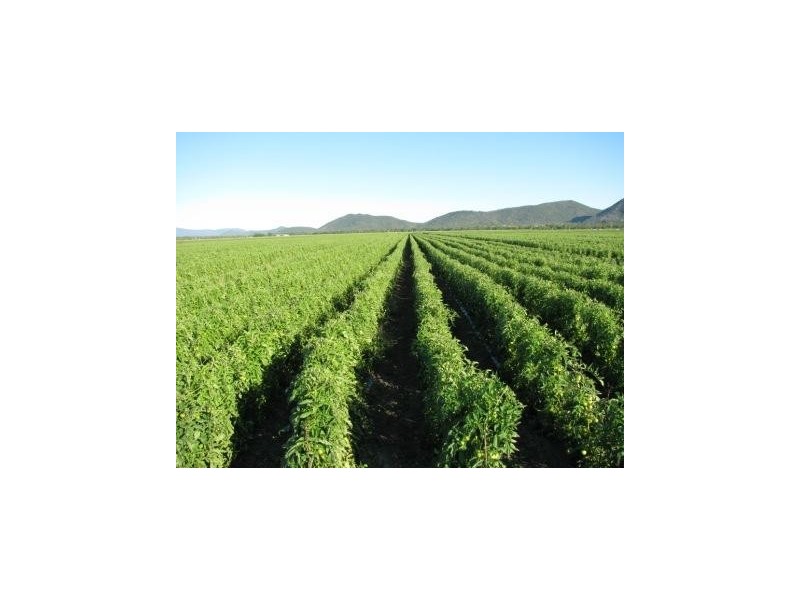 264 Arratta Rd, Bowen QLD 4805