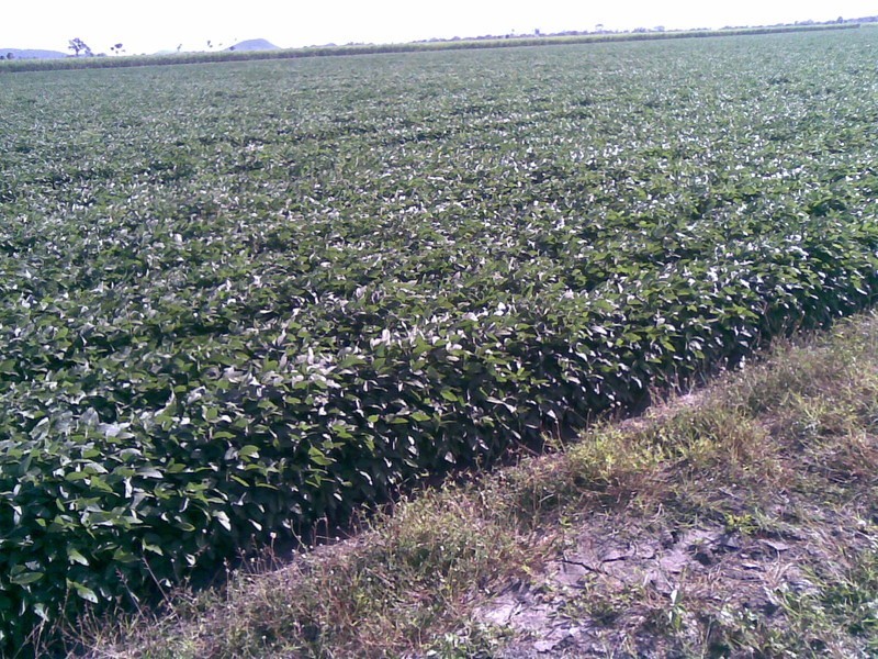 264 Arratta Rd, Bowen QLD 4805