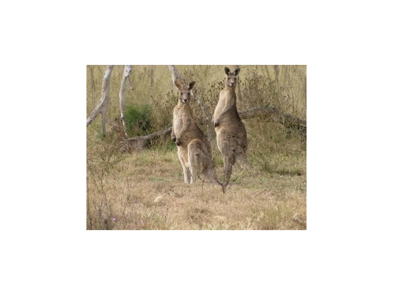 164 E Drews Rd, Westbrook QLD 4350