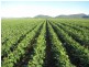 Bowen QLD 4805