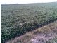 Bowen QLD 4805