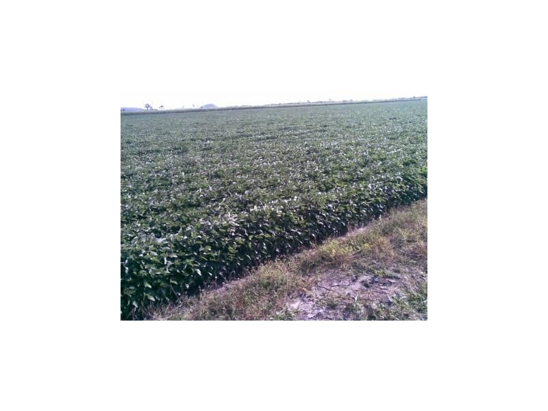 Bowen QLD 4805