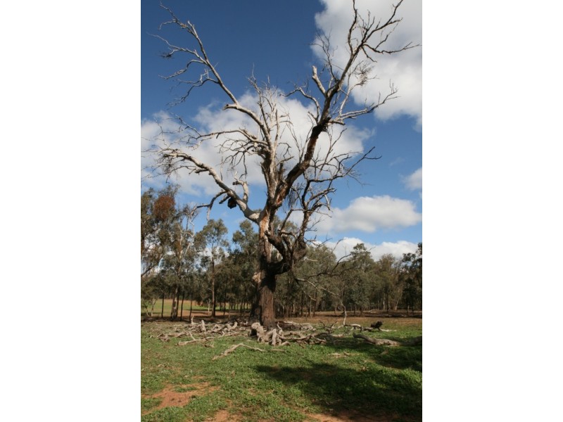 Stockinbingal NSW 2725