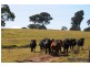 “Lou Mara” Oaks Estate Road, Majura ACT 2609