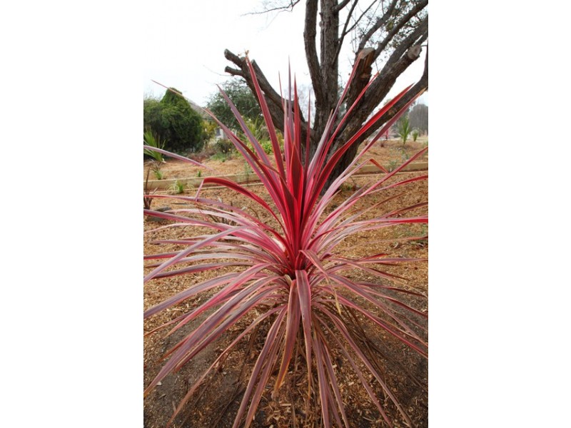 54 Calder Crescent, Holder ACT 2611