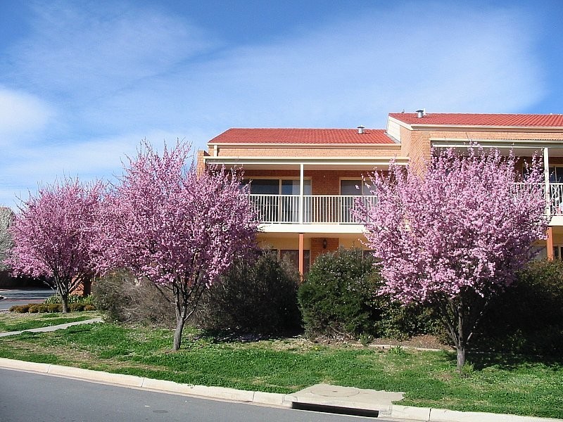 42/12 ‘Cammeray’ Albermarle Place, Phillip ACT 2606