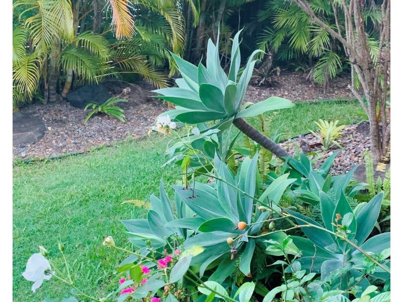 25 Coochin Street, Dicky Beach QLD 4551