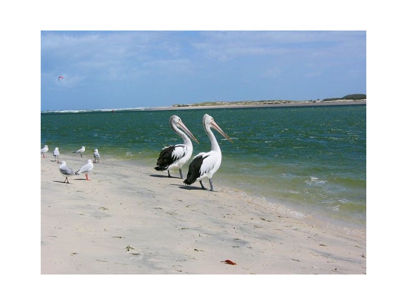 20 St. Pauls Avenue, Pelican Waters QLD 4551