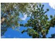 2 Rainforest Court, Boreen Point QLD 4565