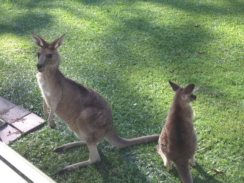 17 Sunset Drive, Little Mountain QLD 4551