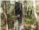 Little Mountain QLD 4551