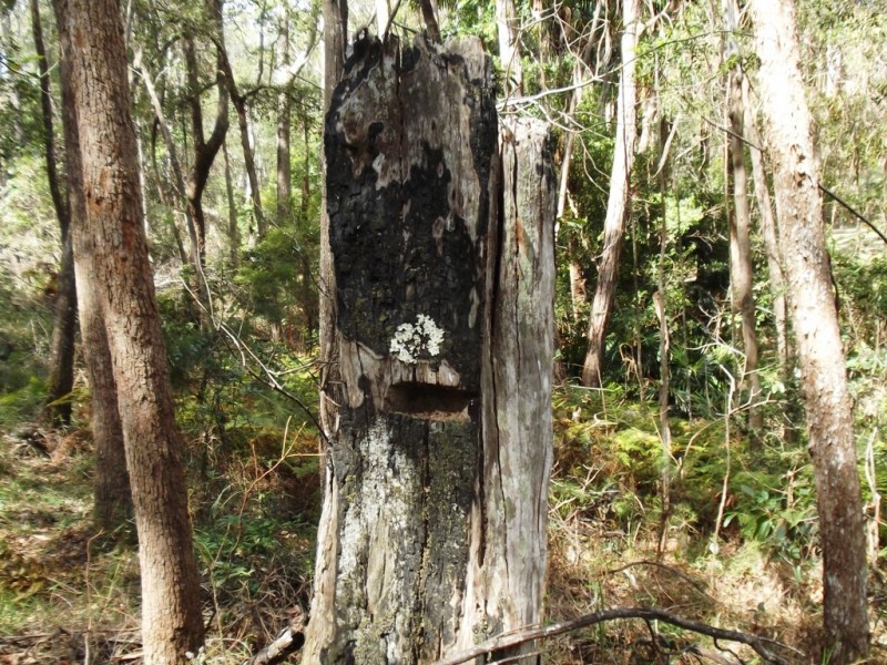 Little Mountain QLD 4551