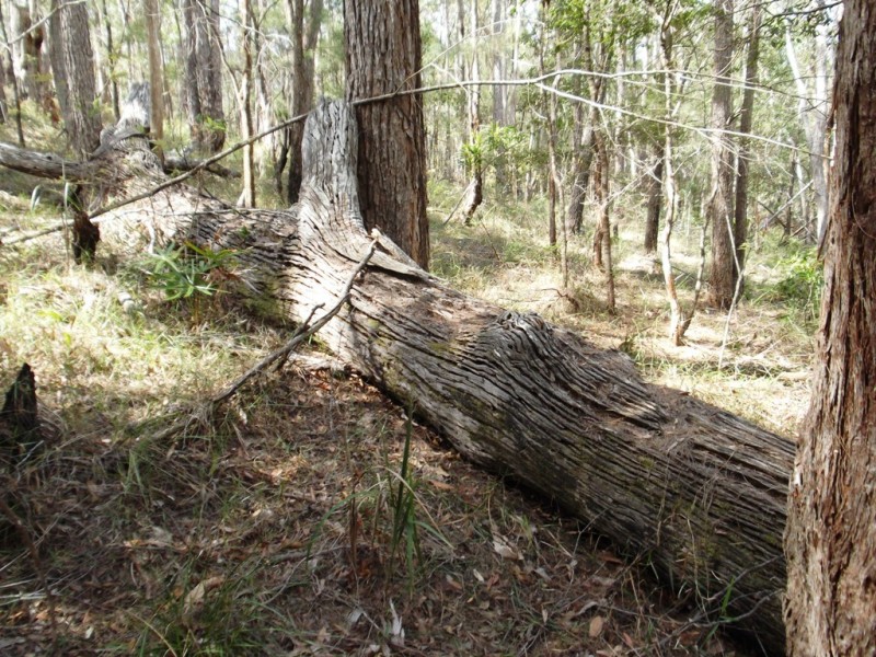 Little Mountain QLD 4551