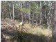 Little Mountain QLD 4551