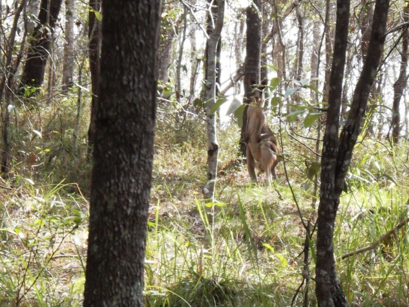 Little Mountain QLD 4551