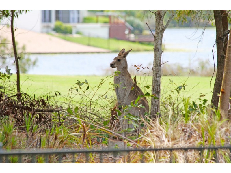 6 Webb Ellis Court, Pelican Waters QLD 4551