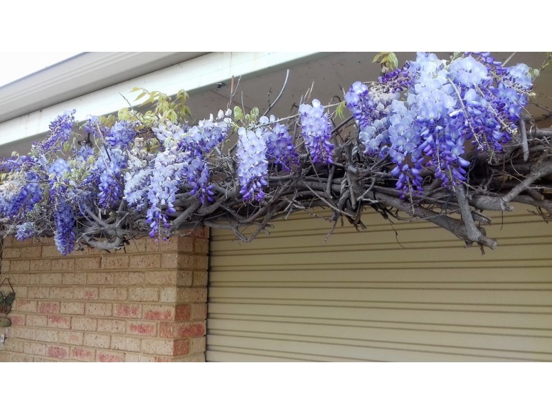 1/44 Erica Street, Coodanup WA 6210