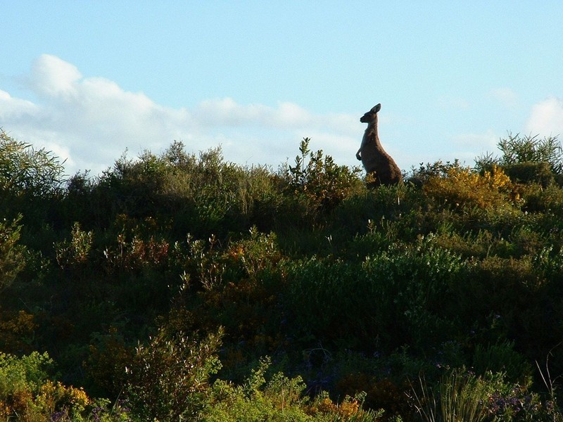 6 Seattle Lane, Port Kennedy WA 6172