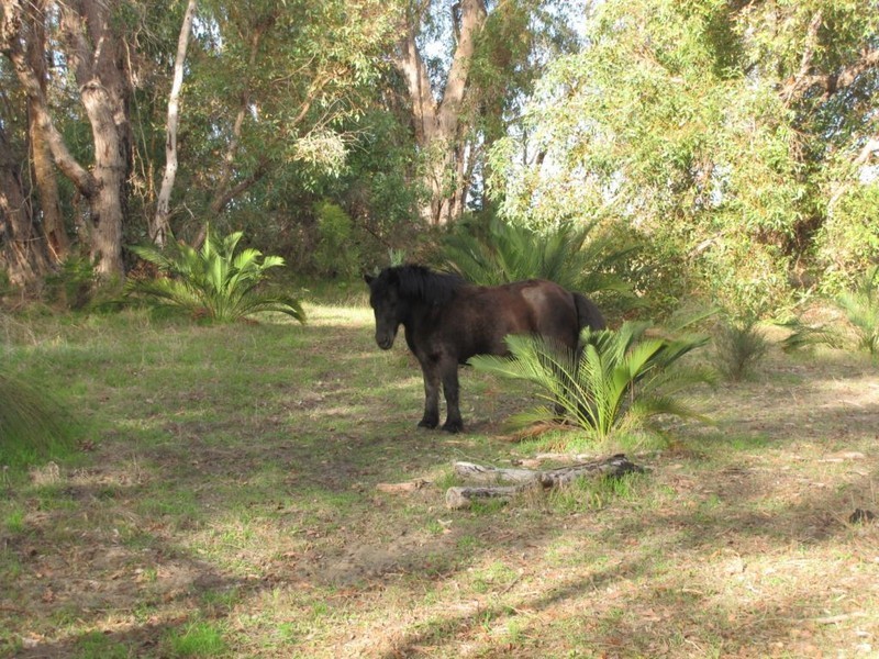 70 Bailey Road, Carabooda WA 6033