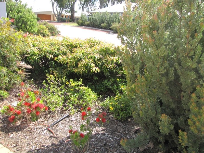 4 Ficifolia Brace, Baldivis WA 6171