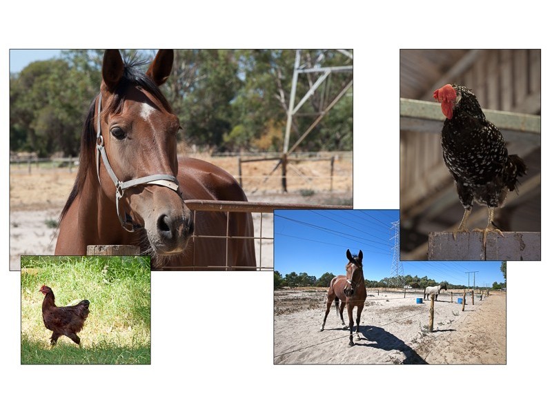 165 Country Drive, Oakford WA 6121